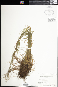 Carex magellanica image