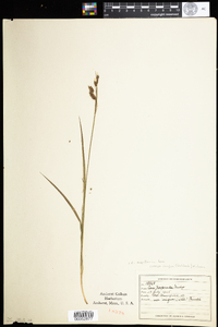 Carex magellanica image