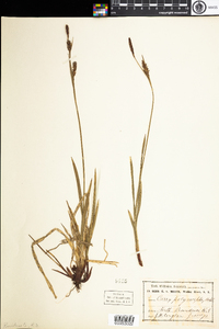 Carex polymorpha image