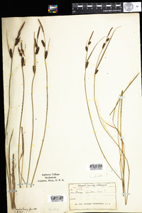 Carex stricta image