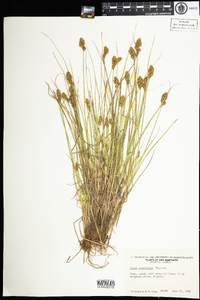 Carex crawfordii image