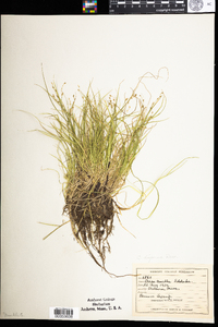 Carex disperma image