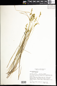 Carex echinata image