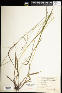 Carex gracillima image