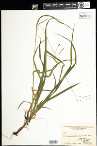 Carex gracillima image