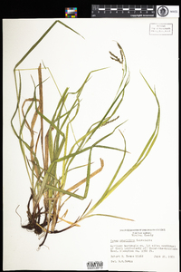 Carex gracillima image