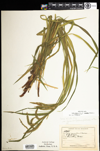 Carex gynandra image