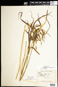 Carex gynandra image