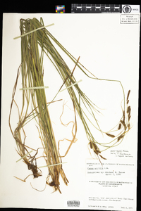 Carex haydenii image