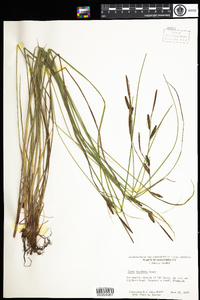 Carex haydenii image