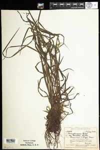 Carex intumescens image