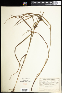 Carex intumescens image