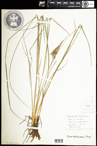 Carex lenticularis image