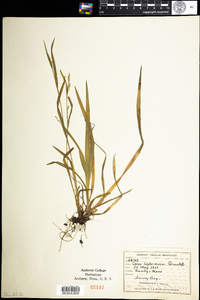 Carex leptonervia image