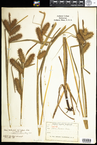 Carex lurida image