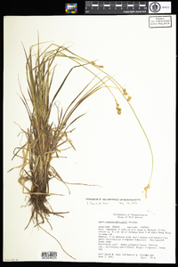 Carex merritt-fernaldii image