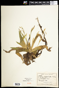 Carex platyphylla image