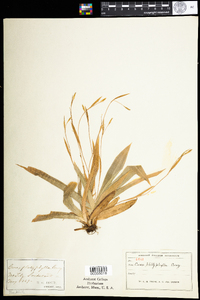 Carex platyphylla image