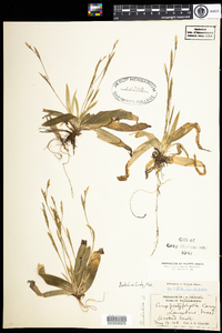 Carex platyphylla image