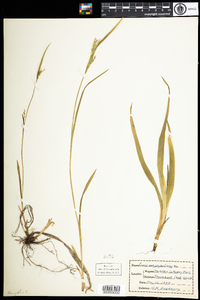 Carex platyphylla image