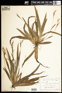 Carex platyphylla image