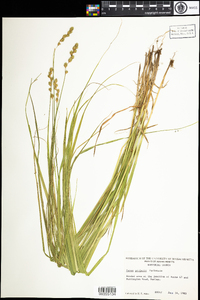 Carex projecta image