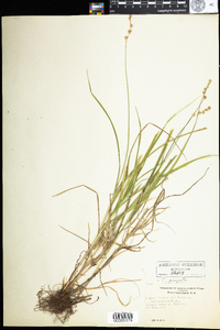 Carex projecta image