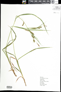 Carex scabrata image