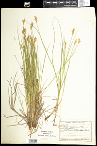 Carex scoparia image