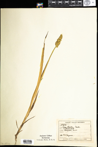 Carex stipata image