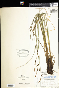 Carex stricta image