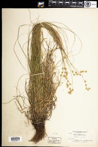 Carex tenera image