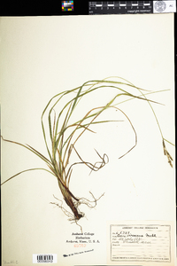 Carex virescens image