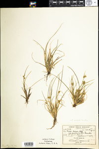 Carex viridula image