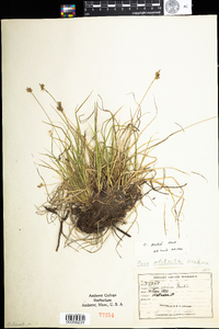 Carex peckii image