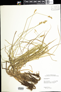 Carex tincta image