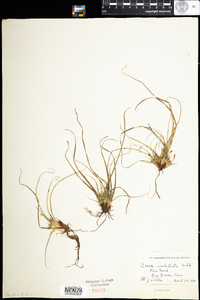 Carex umbellata image