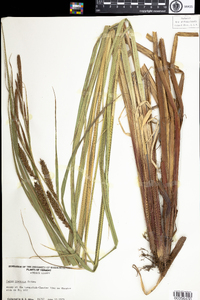 Carex utriculata image