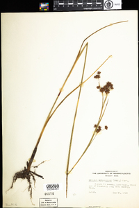 Cladium mariscoides image