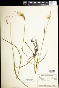 Eriophorum viridicarinatum image