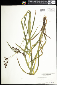 Scirpus atrovirens image