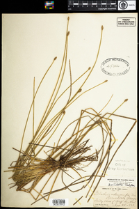 Eleocharis melanocarpa image