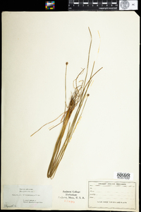 Eleocharis melanocarpa image