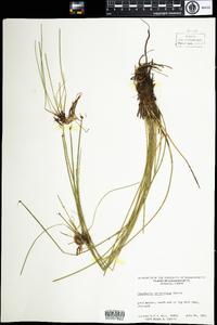 Eleocharis melanocarpa image