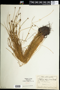 Eleocharis obtusa image