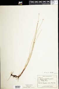 Eleocharis palustris image