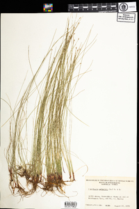 Eleocharis palustris image