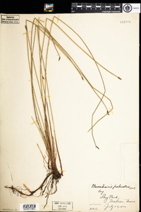 Eleocharis palustris image