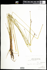 Eleocharis palustris image