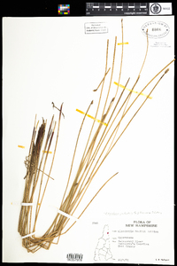 Eleocharis palustris image